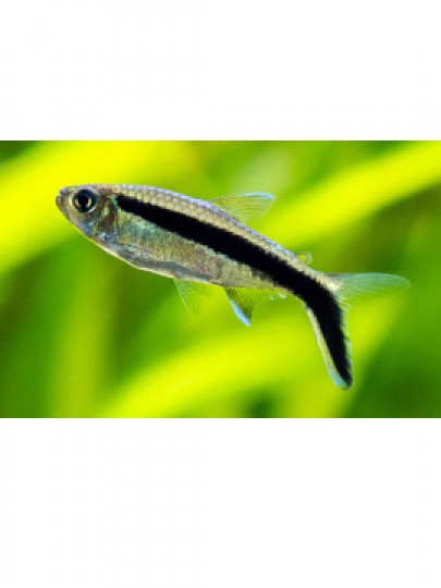 Tetra Pinguim